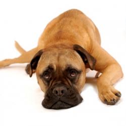 Dehydration In Dogs- A Serious Matter?